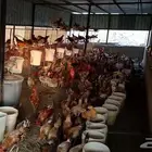 دجاج بلدي احجام