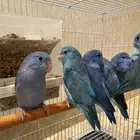 للبيع اجواز ميني روز بارتوليت