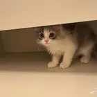 قطه تبني