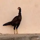 دجاج باكستان سندي