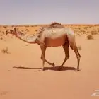للبيع نياق اقبل معاريض