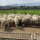 خرفان ذبايح زوجات