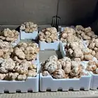 فقع زبيدي ارجاوي
