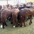 سواكن حمريات مرابي 6شهور شي فاخر