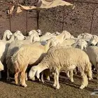 ضان حريات العدد 50 تحتها 3 الباقي دفيع