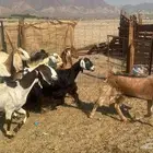 معزا مصريات للبيع من700