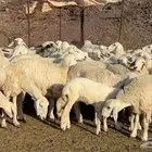 ضان العدد 48 تحتها 2 دفيع الباقي السوم 1300