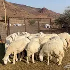 ارخال حريه حرش صنف