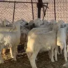 طليان ذبايح طيبه