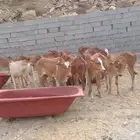 حسلان بلدي