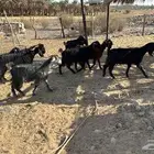 معزاء جفار ثنيات بفحلها ثني