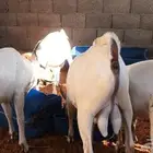 برابر ورفيديات مرابي