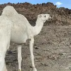 ناقة للبيع