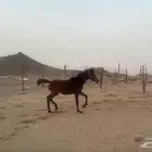للبيع مهرات 2 جملة بي 5500ريال