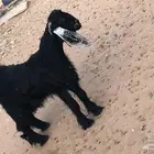 تيس عارضي