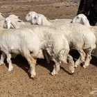 رخال حريات طيبه