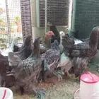 دجاج براهما
