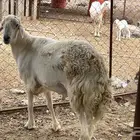 طلي حري فحل للبيع العمر توه رباع