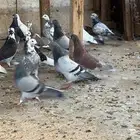 حمام هجين