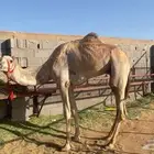 البيع قعود