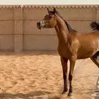 مهره واهو