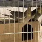 كروان طير جوز حد ب330