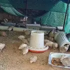 سمان للبيع