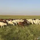 اضاحي للبيع حريات وسواكن