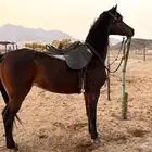 فرس شعبيه شيخه للبيع