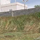 قصب