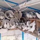 حمام باكستاني للبيع جمله