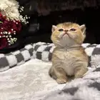 القط المنشكن النادر