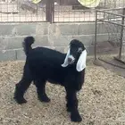 تيوس طيبه