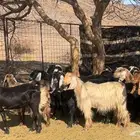 معزا عوارض صنف ولد.