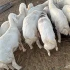 بهم خرفان للبيع