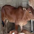 بقره بلدي