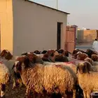 غنم نعيم مضاريع