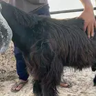 تيس فحل عارضي