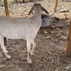 ماعز للبيع