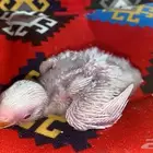 فروخ روز البينو عيون احمر