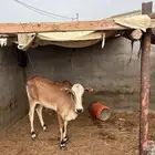 حسيل للبيع
