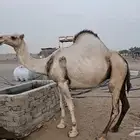 ابل عوادي