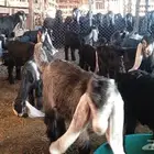 تيوس وجفار
