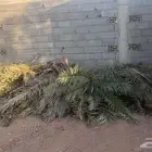 عسيب