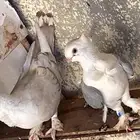 جوز حب الرمان مع ابنه الابن مات باقي الزوج
