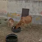 بقره منتوج تحتها حسيله السن جامع شباب