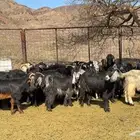 معزا عوارض صنف ولد