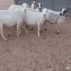 رفيديات 5 دفبع شرط