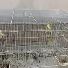 زوجين كروان