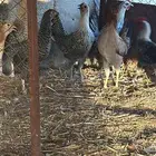 للبيع دجاج تم البيع